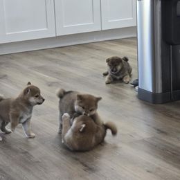 Shiba Inu Puppies from Diwasou