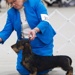 Dachshunds from Kaviroz Dachshunds