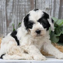 Charlie - Black and white male Cockapoo puppy in Seattle, Washington from Sweet Home Doodles