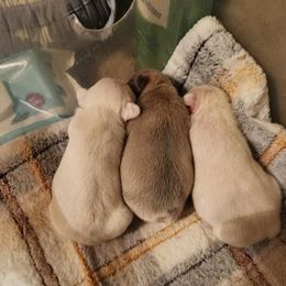 French Bulldog Puppies from Shawhan Family Frenchies