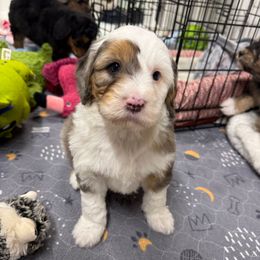Fuller - Blue merle male Aussiedoodle puppy in Heber City, Utah from Junipersdoodles