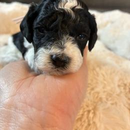 Snow - Black and white female Cockapoo puppy in Adrian, Oregon from ApplebyFarm