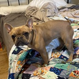 Alexis - French Bulldog