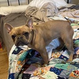 Alexis - French Bulldog
