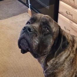 Mastiffs from Large Paw Masiffs