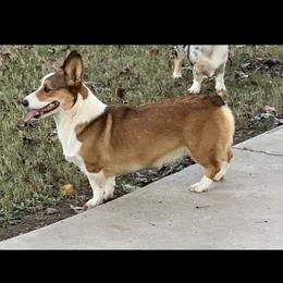 Finely - Pembroke Welsh Corgi