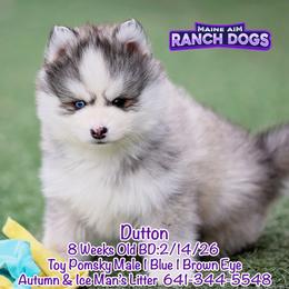 Dutton - Silver and white male Pomsky puppy in Humeston, Iowa from M.A.R. Dogs