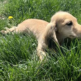 Dachshund Puppies from Loveland Doxies