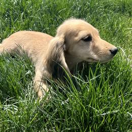 Dachshund Puppies from Loveland Doxies