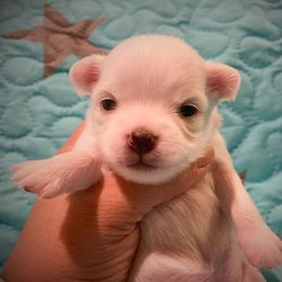 Chihuahua Puppies from TipTop Chihuahuas