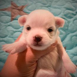 Chihuahua Puppies from TipTop Chihuahuas