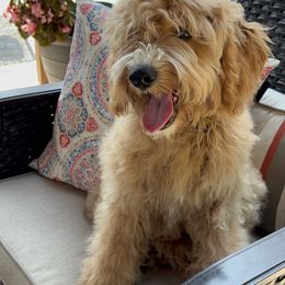 Boy 1 - Apricot Goldendoodle puppy in Winston Salem, North Carolina from Summer Breeze Doodles