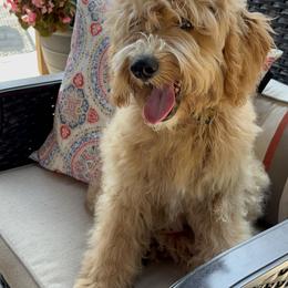 Boy 1 - Apricot Goldendoodle puppy in Winston Salem, North Carolina from Summer Breeze Doodles