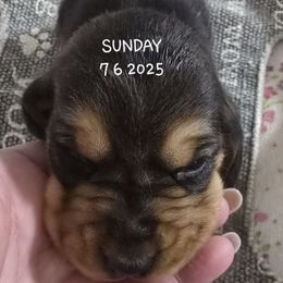 Glazed - Black red and white female Basset Hound puppy in Moore, Oklahoma from Boomer Basset Hound Babies