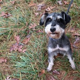 Cupid - Miniature Schnauzer