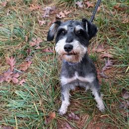 Cupid - Miniature Schnauzer