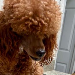 Goldendoodles and Poodles from Doodles & Poodles by Tiki