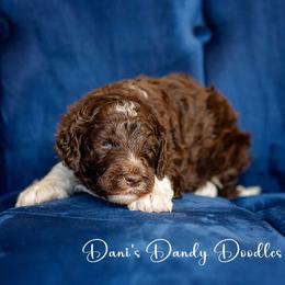 Aussiedoodle Puppies from Dani's Dandy Doodles