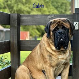 Calvin - Mastiff
