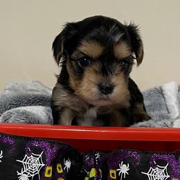 Zimba - Black and gold male Yorkshire Terrier puppy in Atlanta, Georgia from Waggin Buddies Litter