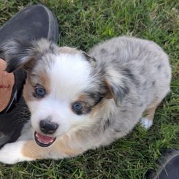Light blue male - Blue merle male Toy Australian Shepherd puppy in San Patricio, New Mexico from Moose Creek Minis