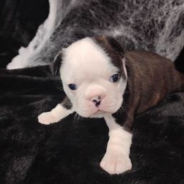 Bow - Black brindle and white male Boston Terrier puppy in Catawba, North Carolina from Lil Wiggles Boston Terriers
