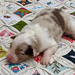 Glory - Red merle female Australian Shepherd puppy in Zeeland, Michigan from Apple Ridge AKC Aussies