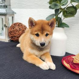 Ty - Sesame male Shiba Inu puppy in Illinois from Precious-Puppies