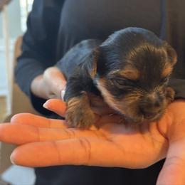 Buttercup - Black and tan female Yorkshire Terrier puppy in Georgia from Diddly Dog Company