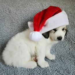 Sheeba - Yellow collar - White and badger female Great Pyrenees puppy in Monmouth, Maine from Flewelling Great Pyrenees