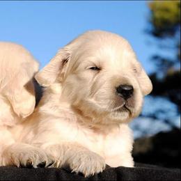 Golden Retriever Puppies from Fiddle In Gold Retrievers