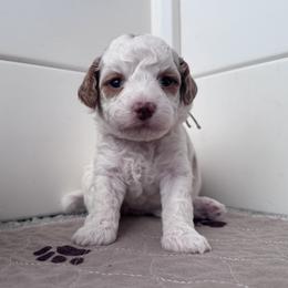 Maisie - Parti female Goldendoodle puppy in Mustang, Oklahoma from The Doodle grove