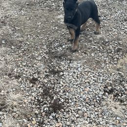 Cream Collar - German Shepherd puppy in Bonne Terre, Missouri from Skaggs Shepherds