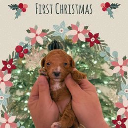 Nutmeg - Red female Cavapoo puppy in Chattanooga, Tennessee from Scenic City Doodles