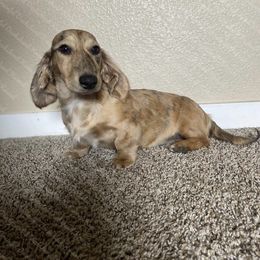 Daisy Mae - Dachshund