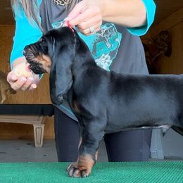 Black and Tan Coonhound Puppies from Classic Coonhounds