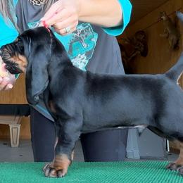 Black and Tan Coonhound Puppies from Classic Coonhounds