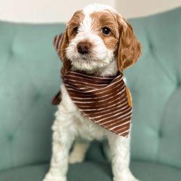 Madrid - Parti Goldendoodle puppy in Chattanooga, Tennessee from Ruby's Kit & Ka'Doodles