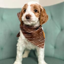 Madrid - Parti Goldendoodle puppy in Chattanooga, Tennessee from Ruby's Kit & Ka'Doodles