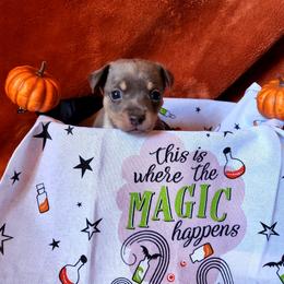 Kismet - Blue white and tan female Rat Terrier puppy in Booneville, Mississippi from Emerald Rat Terriers