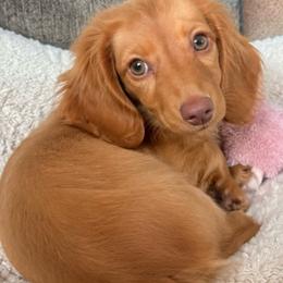 Charlie - Dachshund