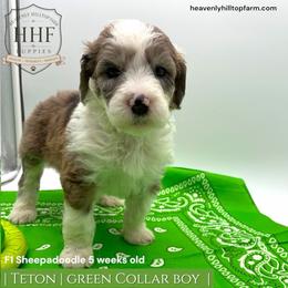 TETON - Blue merle and white male Sheepadoodle puppy in Charlo, Montana from Heavenly Hilltop Farm