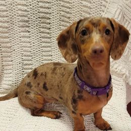 Mabel - Dachshund