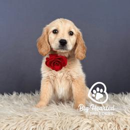 Lilo - Cream female Companion Cross puppy in Utah County, Utah from Big Hearted Breeders