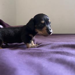 Black and Cream Male AKC - Black and cream male Dachshund puppy in Lehigh Acres, Florida from Ruby Rose Dachshund Dynasty