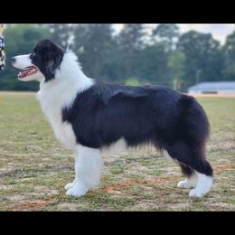 Beth - Black female Border Collie puppy in Dunn, North Carolina from Coylety Kennel