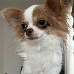 Zuma - Chihuahua