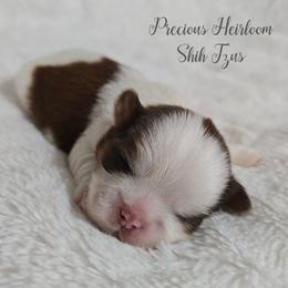 Boy 1 - Liver and white male Shih Tzu puppy in Enid, Oklahoma from Precious Heirloom Shih Tzus