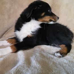 Yale - Black tri male Miniature Australian Shepherd puppy in Copperas Cove, Texas from Hidden Leaf Aussies