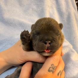 Girl 5 - Blue female French Bulldog puppy in Spanaway, Washington from Frog Faced Frenchies